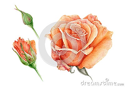 Watercolor illustration set of a orange beautiful rose with buds. Peach hand drawn botanical flower in the full bloom. Cartoon Illustration