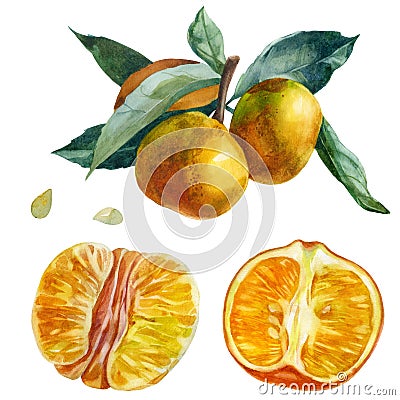 Watercolor illustration, set. Purified Mandarin Half, Purified Whole Mandarin Fruit. Branch with tangerines, mandarin leaves. Cartoon Illustration