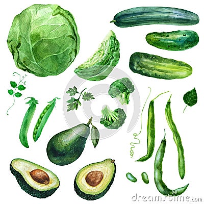 Watercolor illustration, set. Vegetables. Cabbage, broccoli, avocado, peas, beans, cucumbers. Isolated eco food illustration on Cartoon Illustration