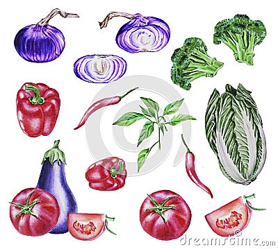 Watercolor illustration, set vegetables on isolated white background. Cartoon Illustration