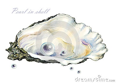 Several of the pearls in the pearl shell Cartoon Illustration