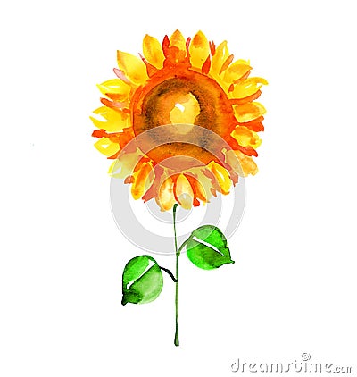 Watercolor illustration of single isolated sunflower. Cartoon Illustration