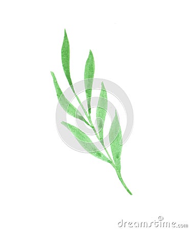 Watercolor illustration of a sprig with green leaves Cartoon Illustration