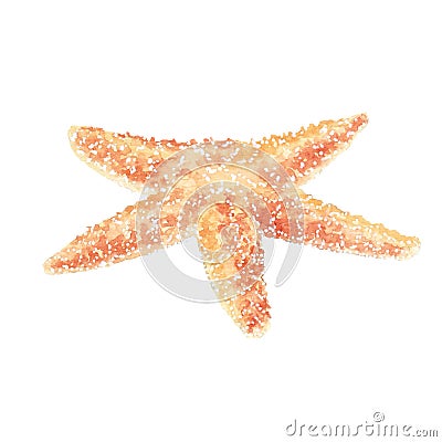 Watercolor illustration of starfish Cartoon Illustration