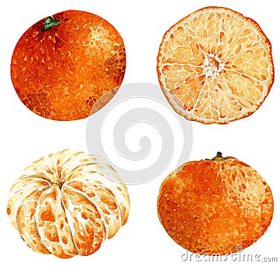 Tangerine clipart isolated on white background. Tropical illustration. Fruits. Watercolor illustration Cartoon Illustration