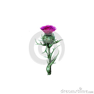 Watercolor illustration of thistle herbal plant Cartoon Illustration