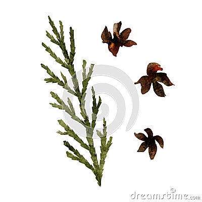 watercolor illustration of thuja twigs and cones, hand-drawn thuja twigs Cartoon Illustration