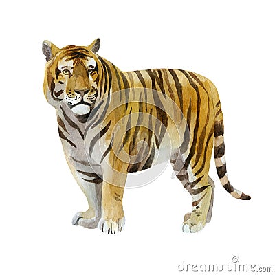 Watercolor illustration, tiger. Wild animals painted in watercolor Cartoon Illustration