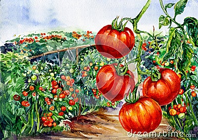 Watercolor Illustration of Tomatoes Fields Stock Photo