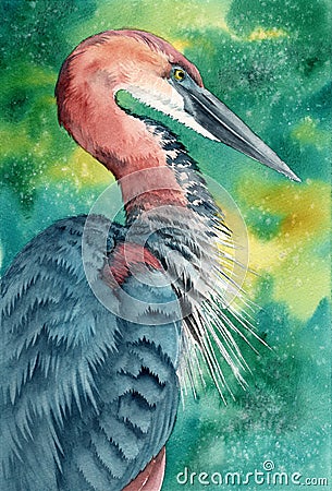 Watercolor illustration of a tricolored heron Cartoon Illustration