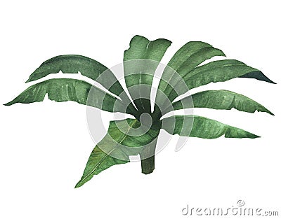 Watercolor illustration of tropical bush. Green tropical plant with leaves, hand drawn, isolated Cartoon Illustration