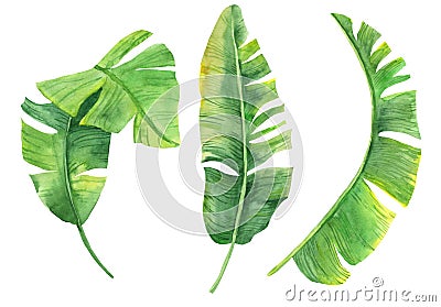 Watercolor illustration of tropical leaves. Exotic plant. Natural print. Set of banana leaves isolated on white background for you Cartoon Illustration