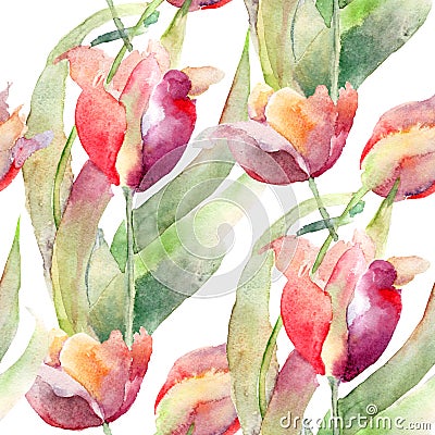 Watercolor illustration of Tulips flowers Cartoon Illustration