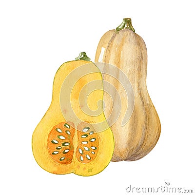 Watercolor illustration with two butternut squashes isolated on white background. Slice of butternut squash. Cartoon Illustration