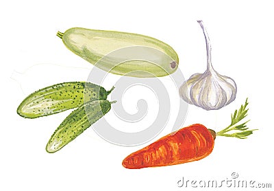 Watercolor illustration of vegetables. Cartoon Illustration