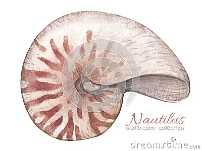 Watercolor illustration with vintage nautilus shell isolated on white background. Marine collection. Cartoon Illustration