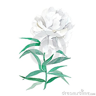 Watercolor illustration of white peony. Cartoon Illustration