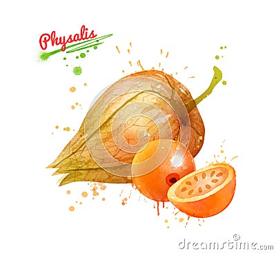 Watercolor illustration of whole Physalis fruit Cartoon Illustration