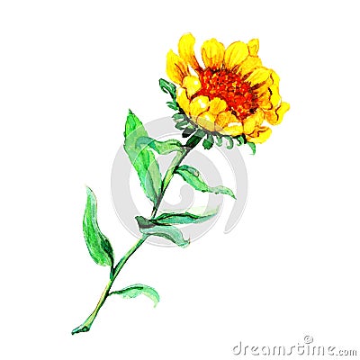 Watercolor illustration of a yellow autumn flower with green leaves Cartoon Illustration