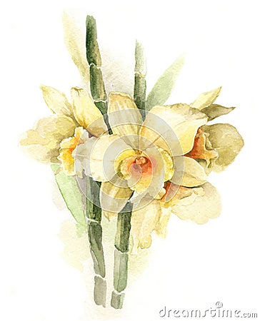 Watercolor illustration yellow orchid Cartoon Illustration
