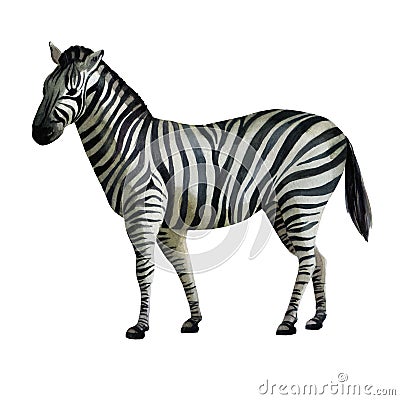 Watercolor illustration. Zebra standing on the side Cartoon Illustration