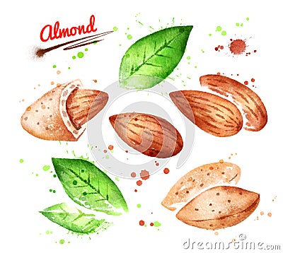 Watercolor illustrations of almond nut Cartoon Illustration