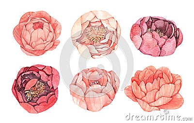 Watercolor illustrations. Botanical Pink flowers. Peony. Floral Cartoon Illustration