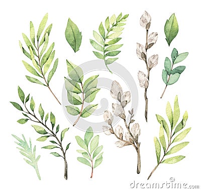 Watercolor illustrations with eucalyptus, green leaves and willow. Easter brunches. Spring greenery design elements. Perfect for Cartoon Illustration