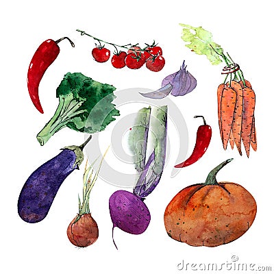 Watercolor illustrations of fresh ripe vegetables: tomatoes, chili and eggplants, onions, garlic, pumpkin, broccoli, carrots, cher Cartoon Illustration