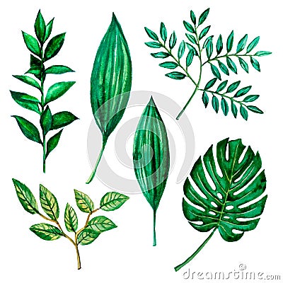 Watercolor illustrations. Green leaves, herbs Cartoon Illustration