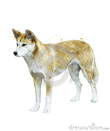 Watercolor Image Of Australian Dingo Stock Photo