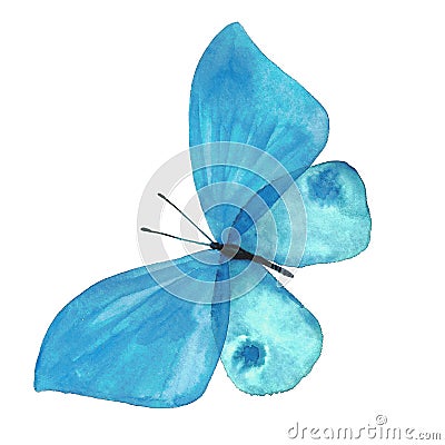 Watercolor image of a butterfly on a white background. Cartoon Illustration