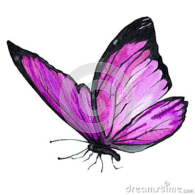 Watercolor image of a butterfly on a white background. Cartoon Illustration