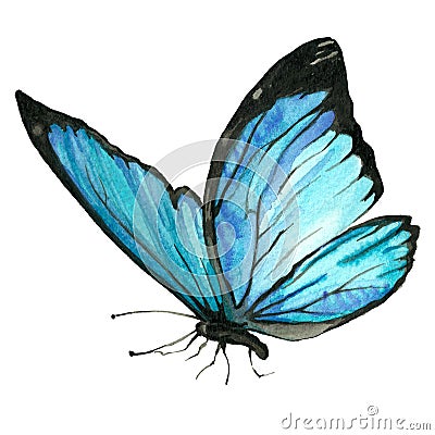 Watercolor image of a butterfly on a white background. Cartoon Illustration