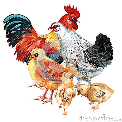 Watercolor image of cock, hen and three chickens. Cartoon Illustration