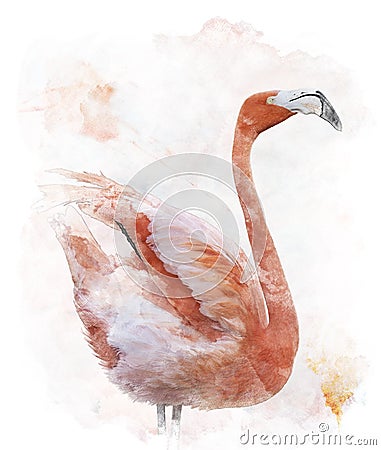 Watercolor Image Of Flamingo Bird Stock Photo
