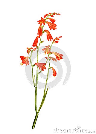 Watercolor image of crocosmia Stock Photo