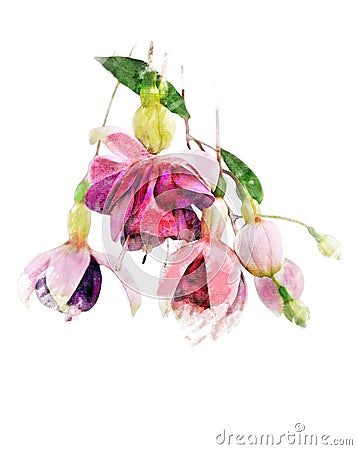 Watercolor Image Of Fuchsia Flowers Stock Photo