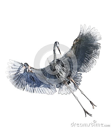 Watercolor Image Of Great Blue Heron Stock Photo