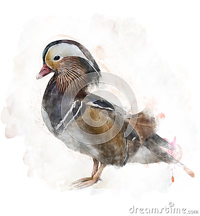 Watercolor Image Of A Mandarin Duck Stock Photo