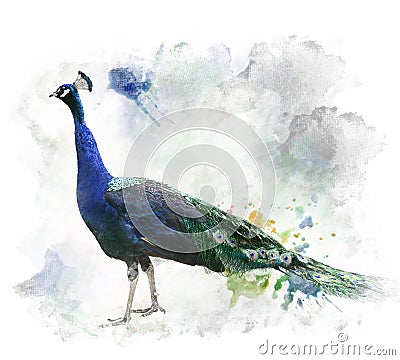 Watercolor Image Of Peacock Stock Photo