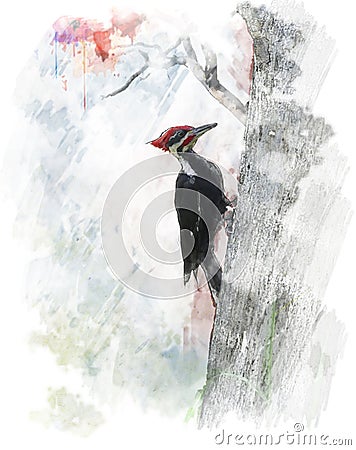 Watercolor Image Of Pileated Woodpecker (Dryocopus pileatus) Stock Photo