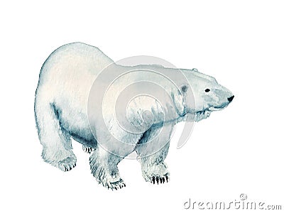 Watercolor polar bear Stock Photo