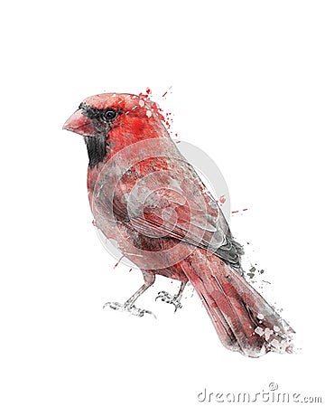 Watercolor Image Of Red Cardinal Stock Photo