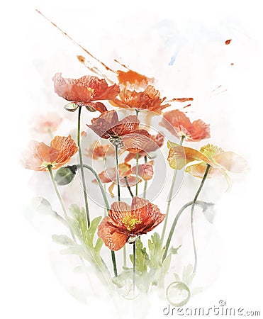 Watercolor Image Of Red Poppy Flowers Stock Photo