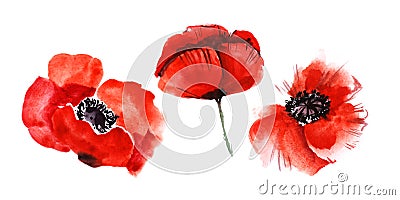 Watercolor image of three blurred poppy flowers isolated on white background. Blooming bright scarlet heads with black Cartoon Illustration