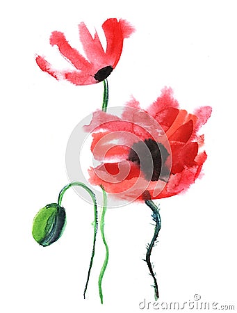 Watercolor image of three poppies isolated on white background. Fragile wild flowers with bright red heads on thin furry stems. Stock Photo