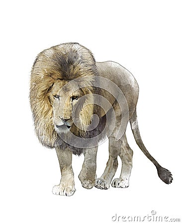 Watercolor Image Of Walking Lion Stock Photo