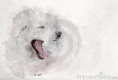 Watercolor image of white puppy dog yawning. Stock Photo