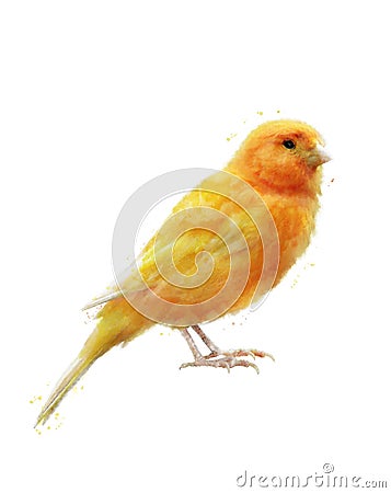 Watercolor Image Of Yellow Bird Stock Photo